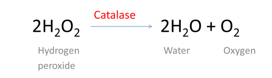 optimum temperature for catalase in potato